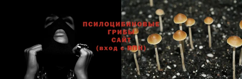 Галлюциногенные грибы MAGIC MUSHROOMS  сколько стоит  Полярные Зори 